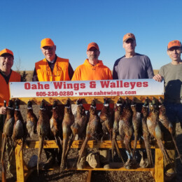 On a beautiful SD day, these guides limited out! Way to go! Lake Oahe Pheasant Hunting Guide & Lodge in South Dakota