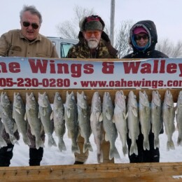 Three people stand behind a wooden rack displaying a row of freshly caught fish with a sign reading "Oahe Wings & Walleyes.