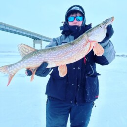 Person in winter clothing holding a large walleye in a snowy landscape with a bridge in the background.