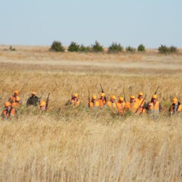 A group of people in orange vests and hats stand in a grassy field holding rifles.